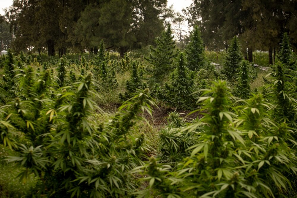 Una buena preparación del cultivo exterior es fundamental para conseguir los resultados que buscas