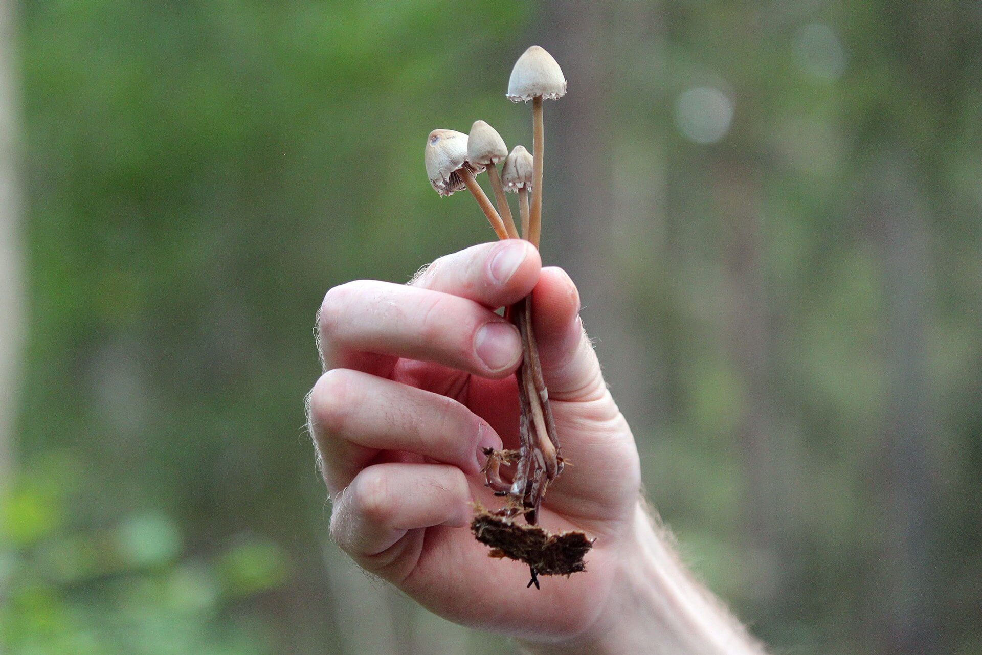 Elegir correctamente las setas mágicas a cultivar es más importante de lo que parece (Imagen: Tania Malréchauffé)