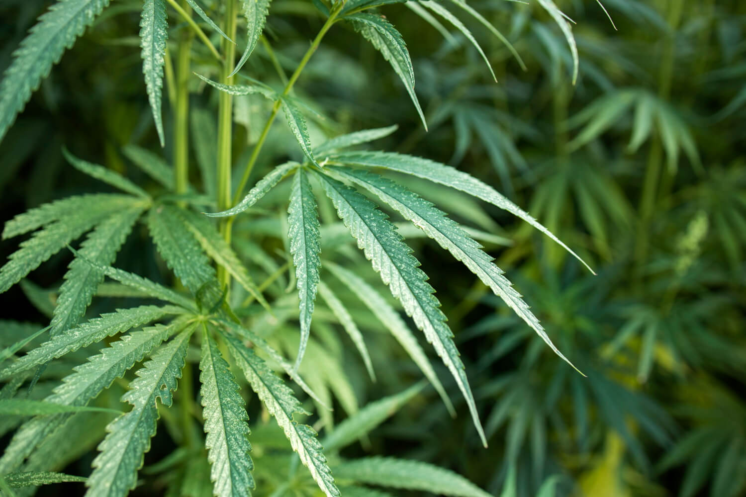 Es importante prevenir las plagas y tratarlas a tiempo, como la infección de trips que ves en la imagen