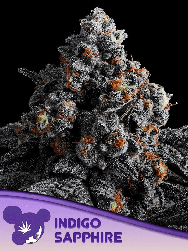 Indigo Sapphire es un híbrido entre Imperium X y Violet Fog con flores como rocas