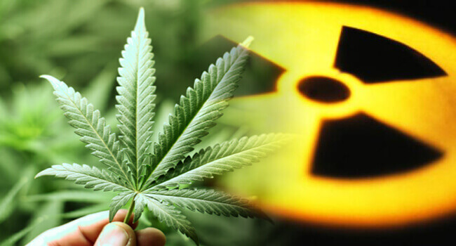 Fitorremediación: Cannabis para limpiar suelos