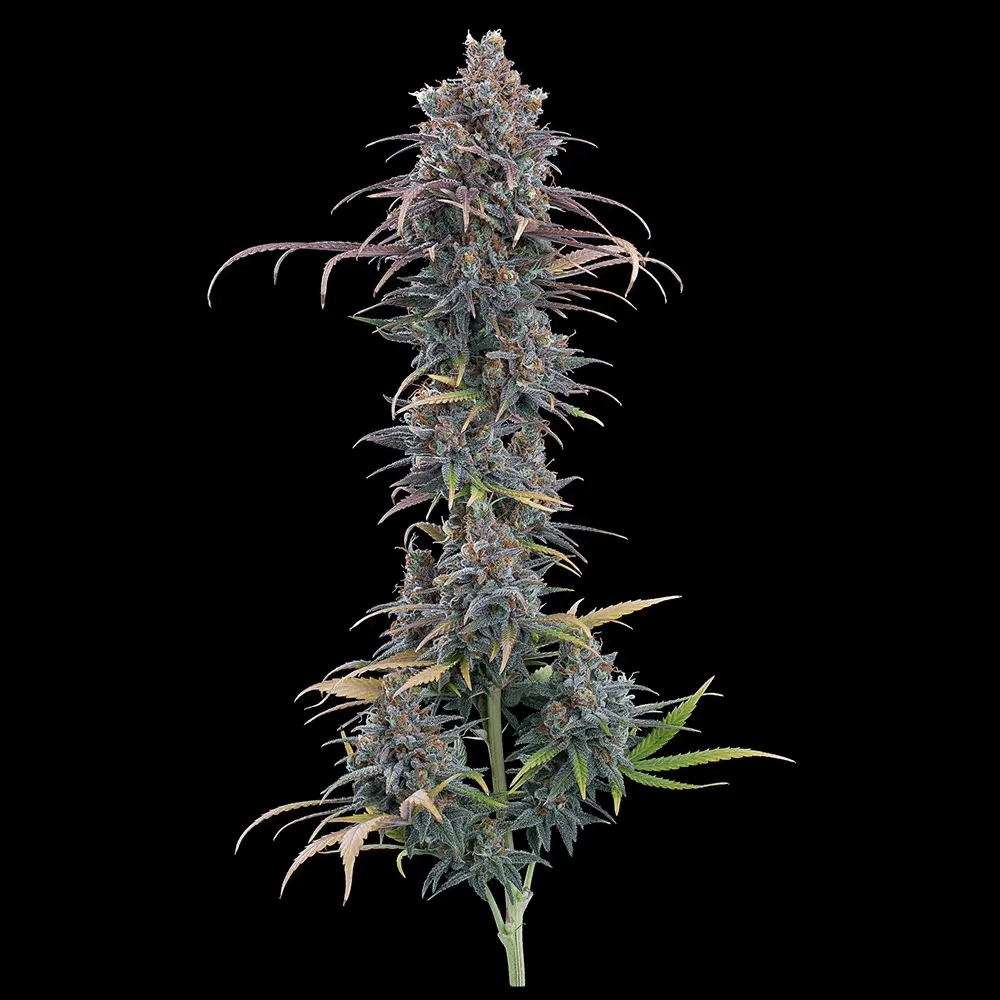 Cinderella Purple produce densos cogollos con tonos violetas y una generosa capa de resina