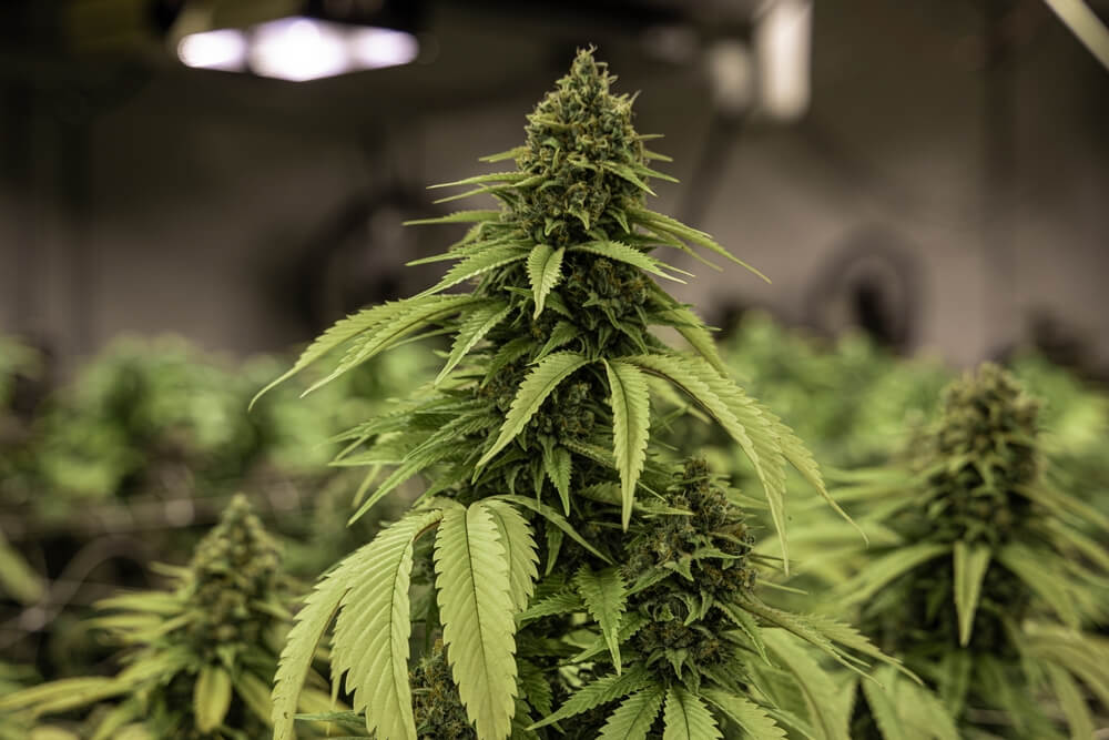 Potencia tu floración con complementos PK
