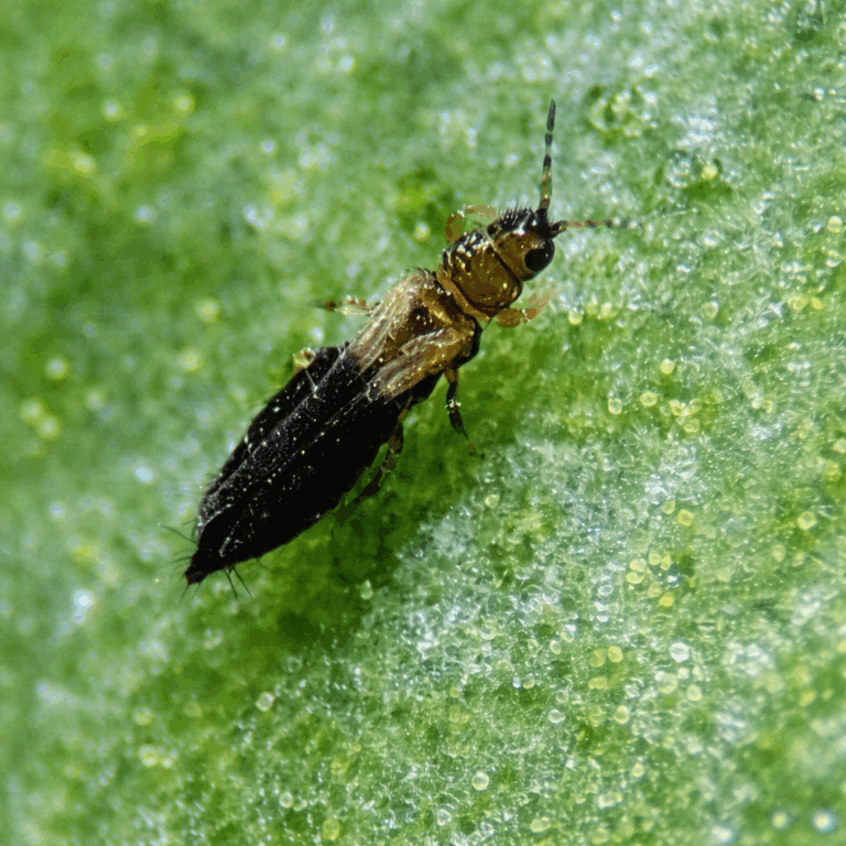 Thrips Parvispinus (Trips del tabaco): Guía completa para cultivo de cannabis