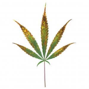 Carència i excés de Calci en la marihuana