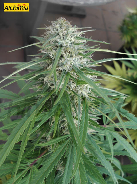 Planta de marihuana a la qual li falten 15 dies de maduració