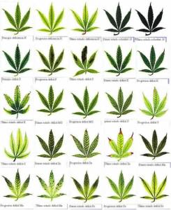 Carències i excessos del Cànnabis