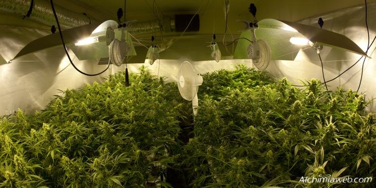 Cultiu interior de marihuana