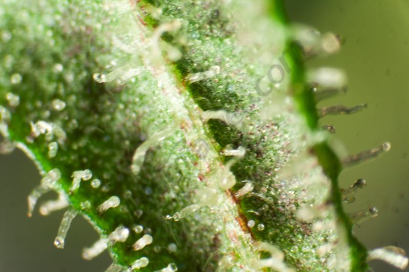 Marihuana Peyote S1 Test Line