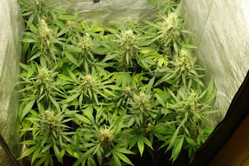Cultiu de Marihuana a les 7 setmanes