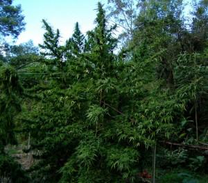 Planta de marihuana gran