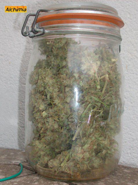 Com conservar la marihuana