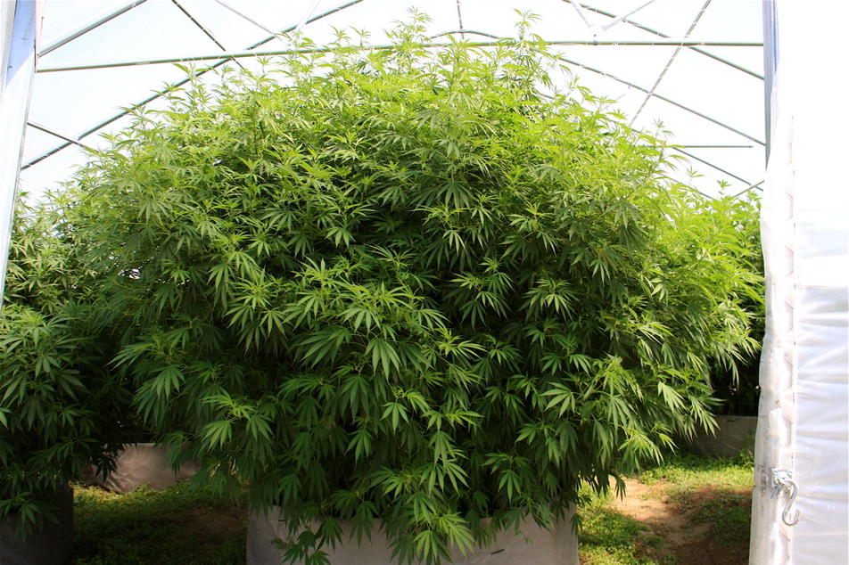 Marihuana cultivada en hivernacle
