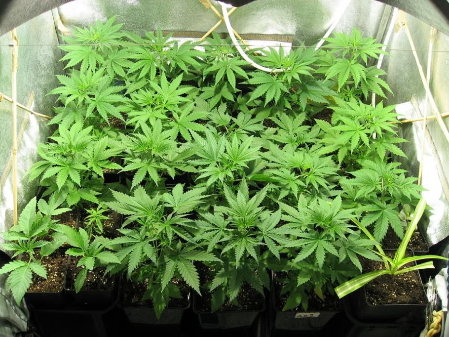Creixement de marihuana en terra