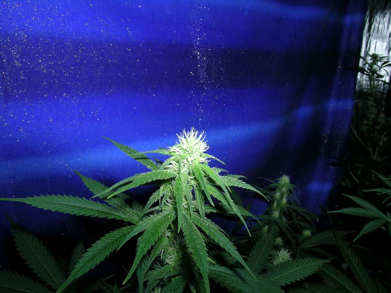 Planta de marihuana femella rebent el pol·len (Foto: Subcool)