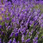 lavanda