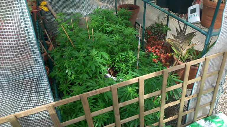 Cultiu exterior de marihuana fora de temporada