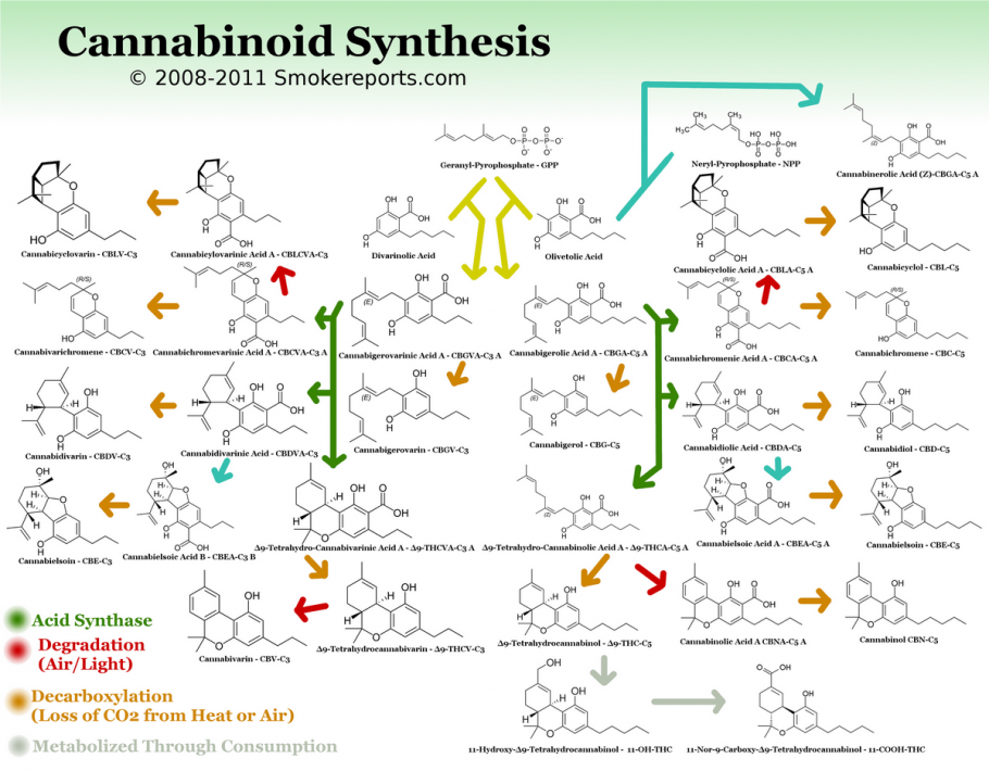 Esquema dels cannbinoides de síntesi