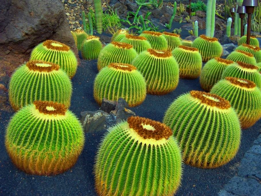 Cactus Lanzarote