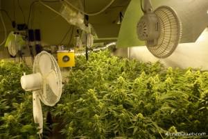 La ventilació en el cultiu de marihuana