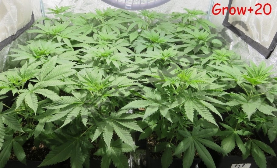 Creixement de les plantes de cànnabis després de 21 dies des de la germinació
