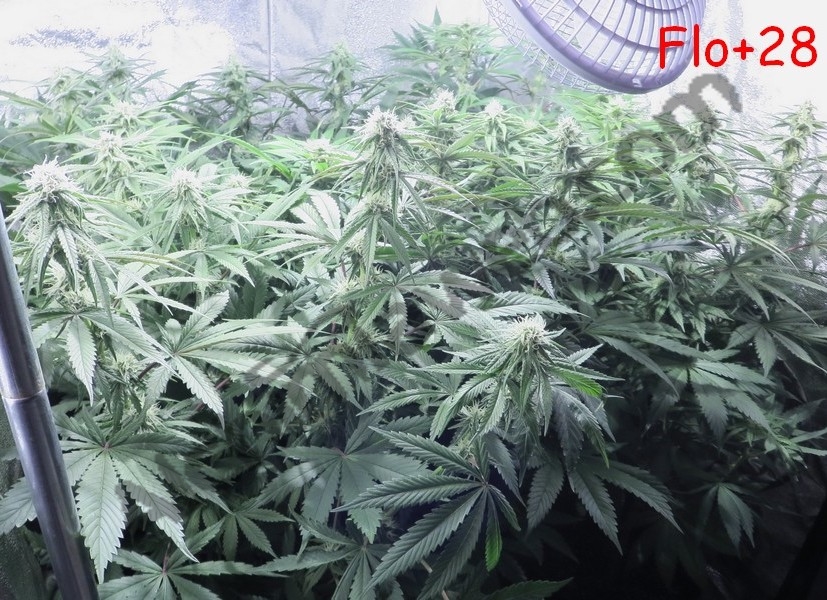 Plantes de cànnabis després de 4 setmanes de floració