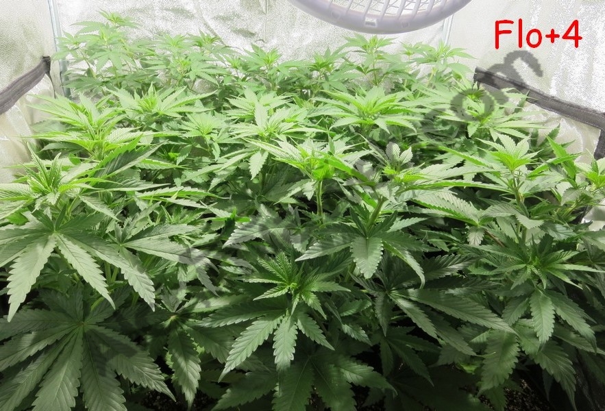 4 dies de floració de les plantes de cànnabis