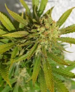 Una planta de marihuana adaptada al seu mediambiental