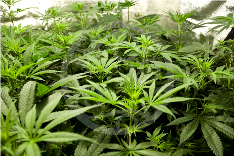 Etapa de creixement de jack El Frutero
