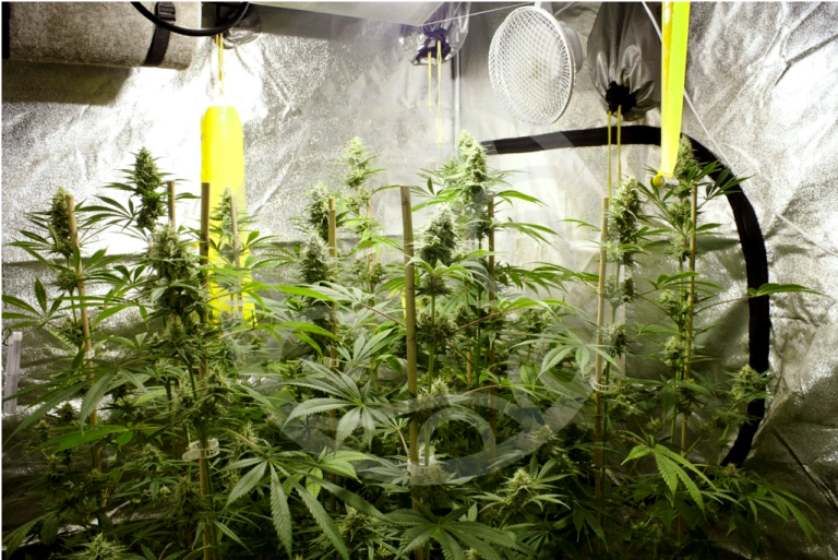 Primeres setmanes de floració de Jack El Frutero