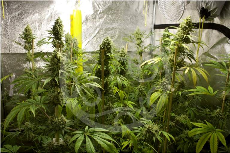 Jack El Frutero a finals de floració