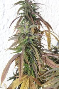 Cultivar Cànnabis en clima hostil