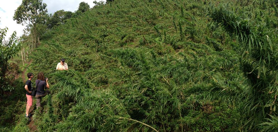 Observació de plantes de marihuana Landraces a Colòmbia.