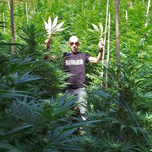 Franco de Strain Hunters i la White Lemon