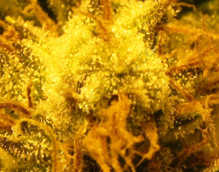 Efecte perla en les plantes de cànnabis