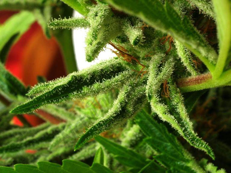 El fred en el cultiu de marihuana
