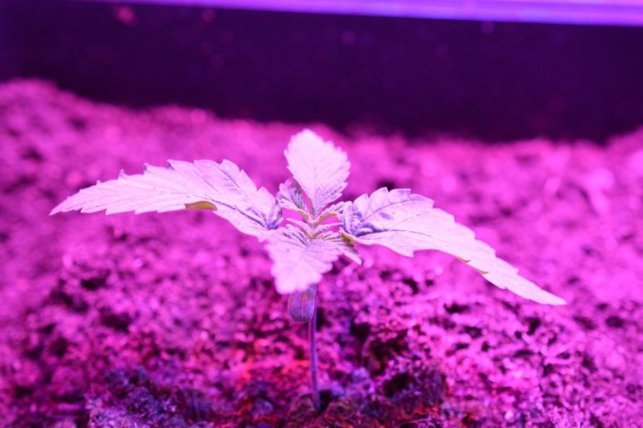 Petita planta de cànnabis creixent sota un panell LED