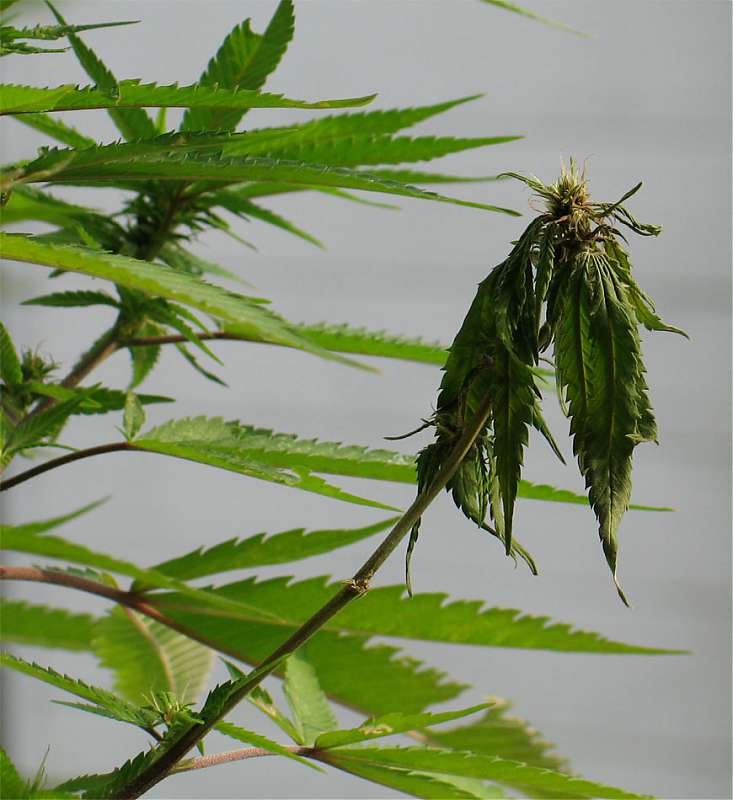Infecció per pythium al cànnabis.