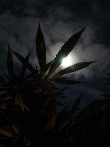 La lluna i la marihuana font: sensi seeds