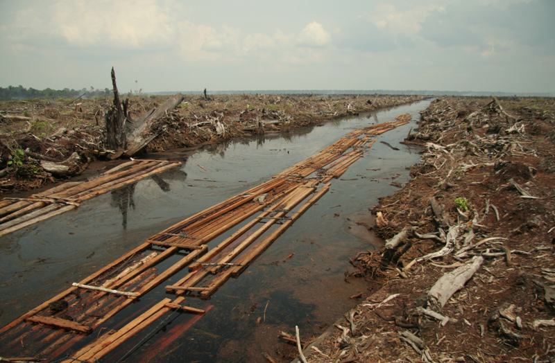 Efectes de la desforestació - Viquipèdia