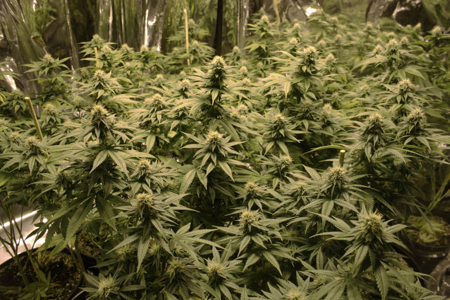 El fotoperíode en el cultiu en interior de marihuana