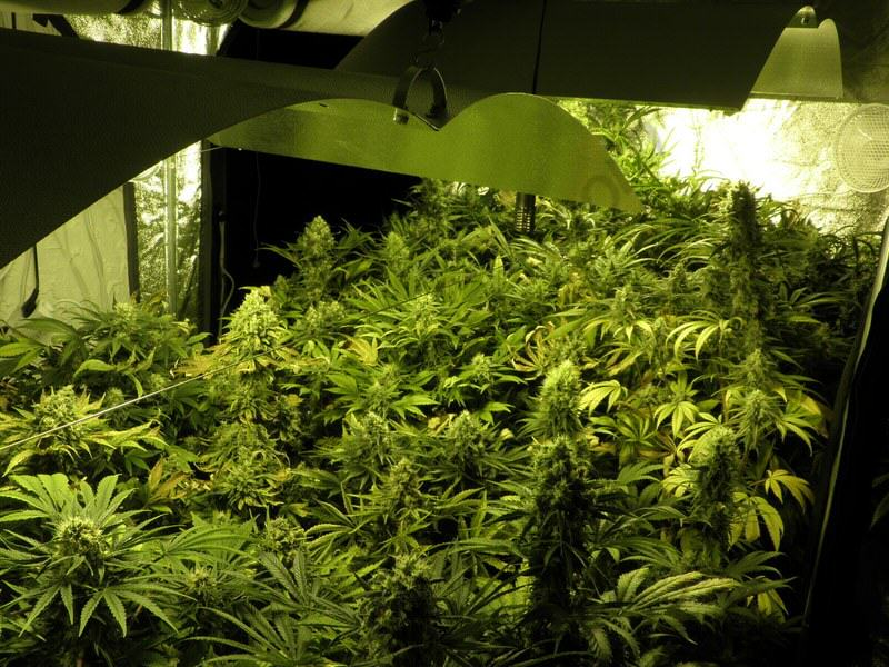 Màxima producció de marihuana en el cultiu en interior