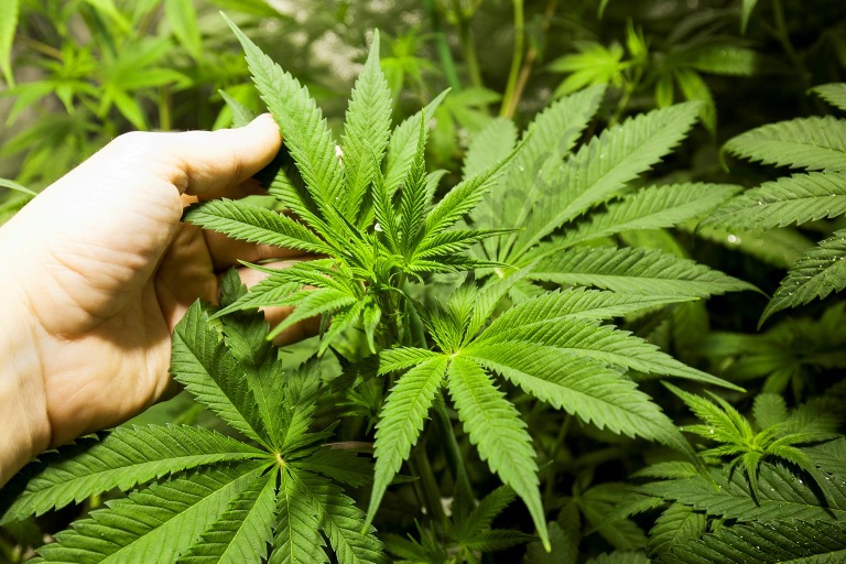 Fulles de la SuperJuani o Spicy CBD