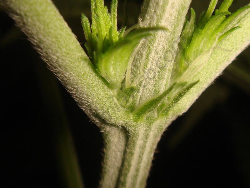 Els primers estigmes (pèls de les flors femella) després dels primers dies de floració