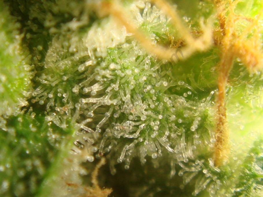 Tricomes amb 46 dies de floració