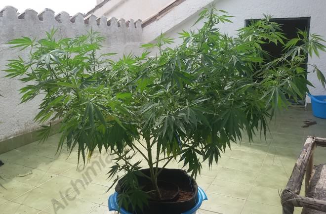 Planta de cànnabis treballada amb el mètode del doblegat