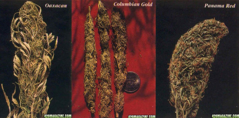 Cabdells de les varietats Oaxacan, Colòmbia Gold i Panama Red (Font: 420magazine)