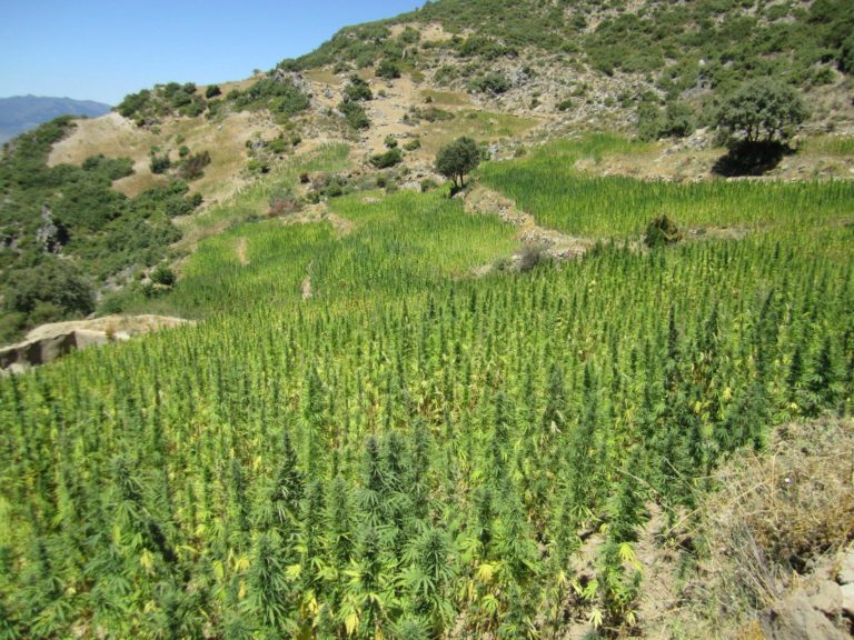 Cultiu de cànnabis al Marroc (Font: Reddit)