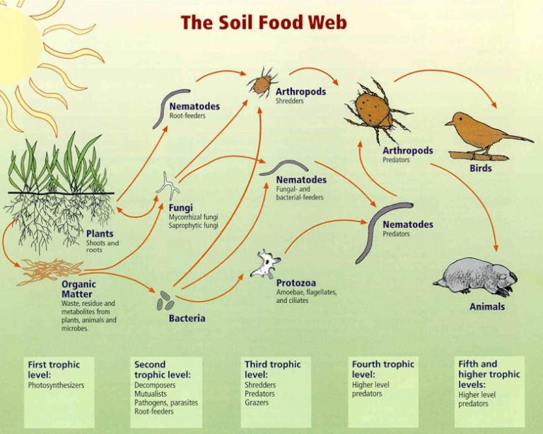 La cadena alimentària del sòl en el cultiu de cànnabis
