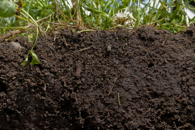 Les plantes necessiten un sòl viu i ric per desenvolupar-se correctament (Foto: NRCS)
